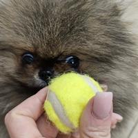 Spitz di Pomerania nano