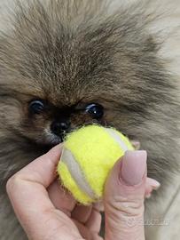 Spitz di Pomerania nano