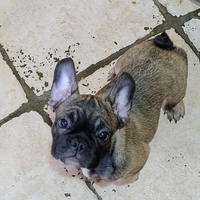 Bulldog francese cuccioli