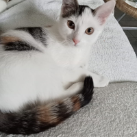 Regaliamo gattina dolcissima