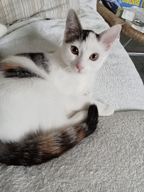 Regaliamo gattina dolcissima