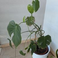 Monstera Deliciosa