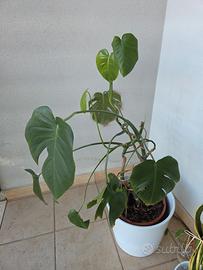 Monstera Deliciosa