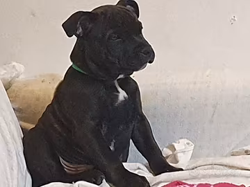Staffordshire bull terrier