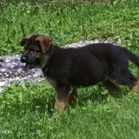 Cucciolo pastore tedesco pelo corto