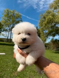Cuccioli di samoiedo
