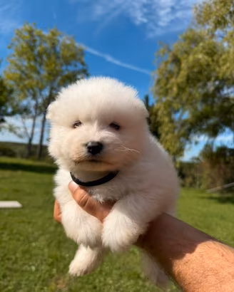 Cuccioli di samoiedo