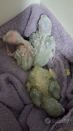 Inseparabili allevati