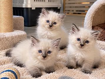 Cuccioli siamese