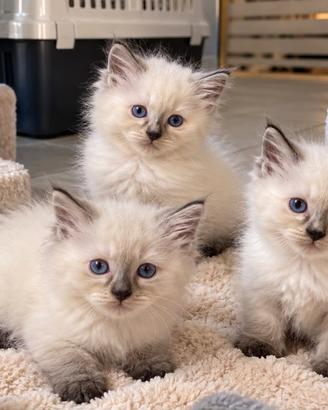 Cuccioli siamese