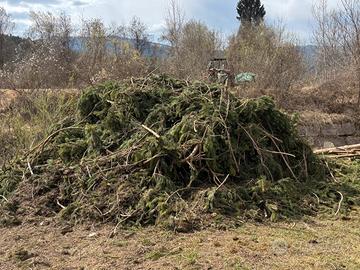Legna di pino (rami) – ritiro in loco