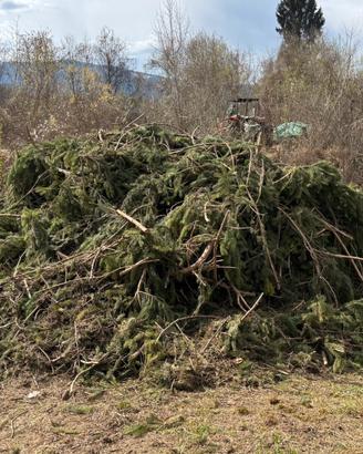 Legna di pino (rami) – ritiro in loco