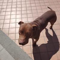 DONO cane PITBULL. BELLO. AFFETTUOSO