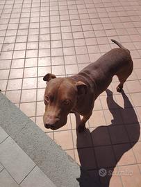 DONO cane PITBULL. BELLO. AFFETTUOSO