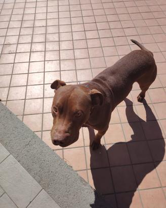 DONO cane PITBULL. BELLO. AFFETTUOSO