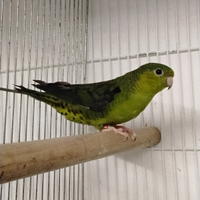 Parrocchetto barrato