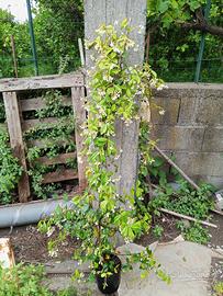 Gelsomino rincospermum 