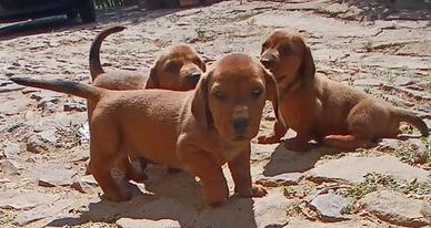 dachsbracke 