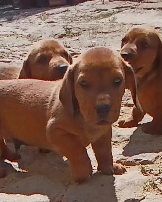 dachsbracke 