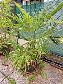 Pianta di palma