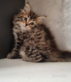 Disponibile Cucciolo di Gatto Siberiano(MASCHIO)