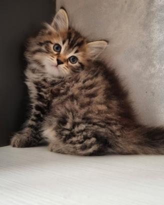 Disponibile Cucciolo di Gatto Siberiano(MASCHIO)
