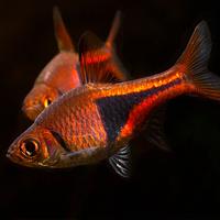 Rasbora heteromorpha