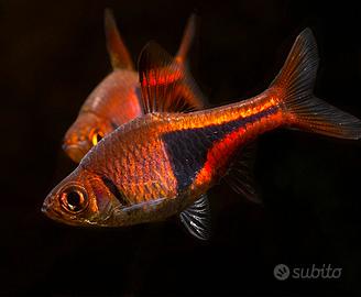 Rasbora heteromorpha