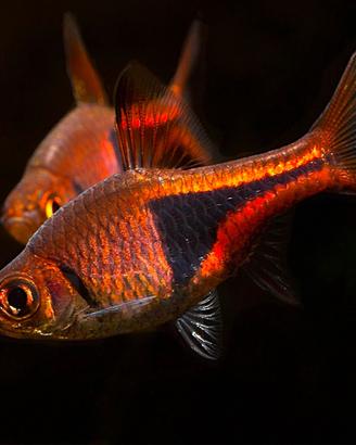 Rasbora heteromorpha