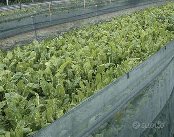 Reti per lumache Elicicoltura