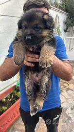 Cuccioli di pastore tedesco