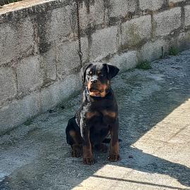 Rottweiler