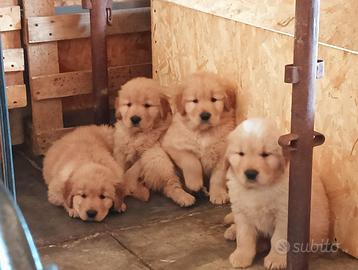 Cuccioli Golden Retriever Linea Americana