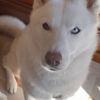 Husky Siberian Per Monta