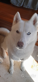 Husky Siberian Per Monta