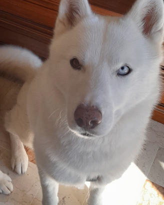 Husky Siberian Per Monta