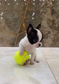 Chihuahua micro 300 grammi