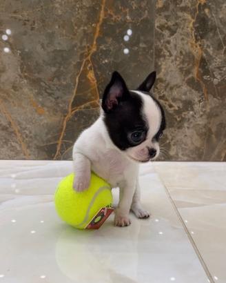 Chihuahua micro 300 grammi