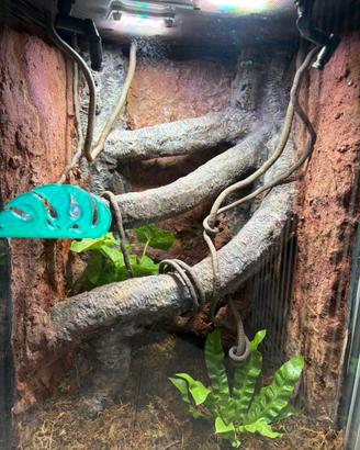 terrario giganterra DREVIVARIUMS