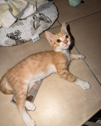 ECLISSI - gattina di 2 mesi
