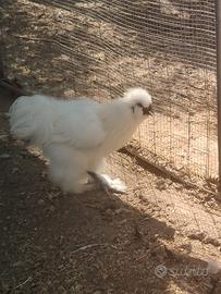 Animali