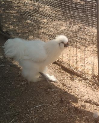 Animali