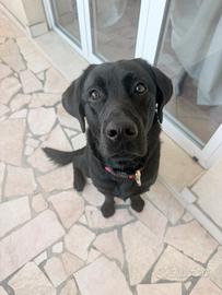 Monta Labrador