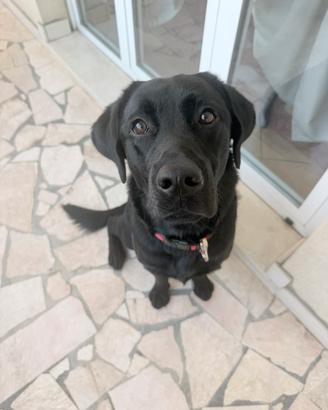 Monta Labrador
