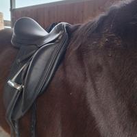 Sella da dressage Equipe Emporio - Pelle nera