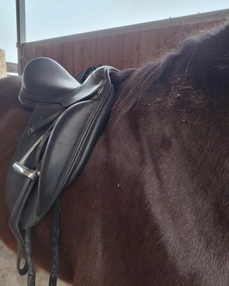 Sella da dressage Equipe Emporio - Pelle nera