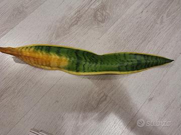 sansevieria talea 