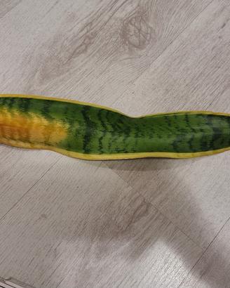 sansevieria talea 