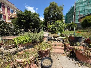 TER. AGRICOLO A NAPOLI