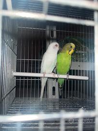 Coppie cocorite